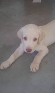 Filhotes de Labrador com Pedigree