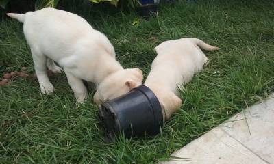 Filhotes de Labrador com Pedigree