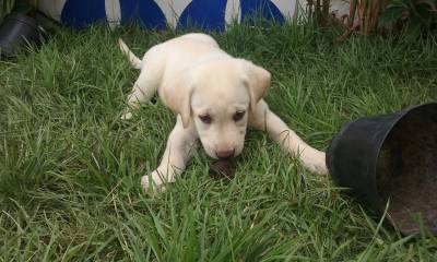 Filhotes de Labrador com Pedigree