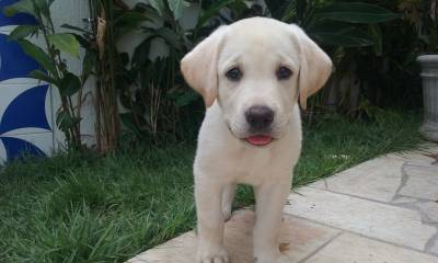 Filhotes de Labrador com Pedigree