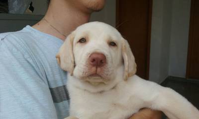 Filhotes de Labrador com Pedigree