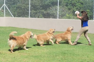 Canil Anjos do Orypaba - GOLDEN RETRIEVER