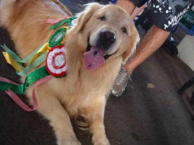 Canil Anjos do Orypaba - GOLDEN RETRIEVER