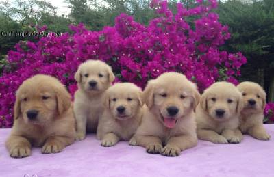 Filhotes Show de Golden Retriever - Pedigree