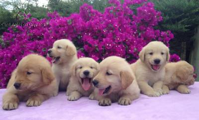 Filhotes Show de Golden Retriever - Pedigree