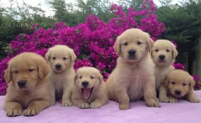 Filhotes Show de Golden Retriever - Pedigree