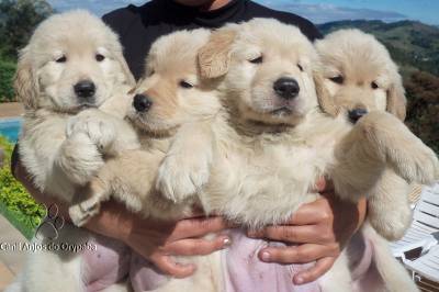 Filhotes Show de Golden Retriever - Pedigree