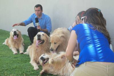 Filhotes Show de Golden Retriever - Pedigree