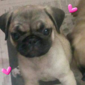 Pug linda feminha parc no cartao