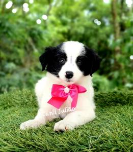 Border collie