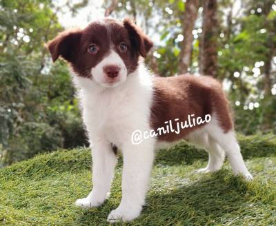 Border collie