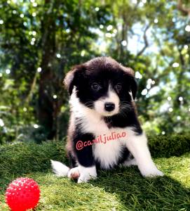 Border collie