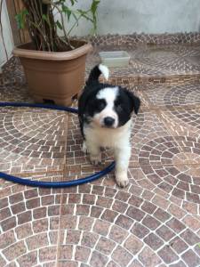 Border collie