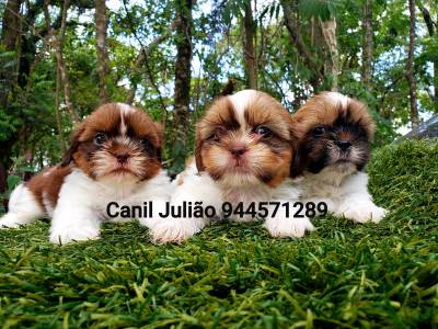 Shihtzu