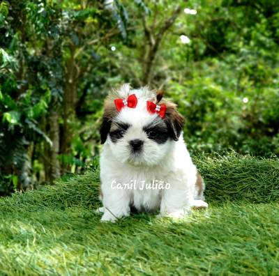 Shihtzu