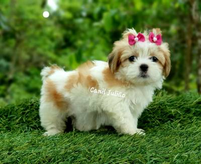 Shihtzu