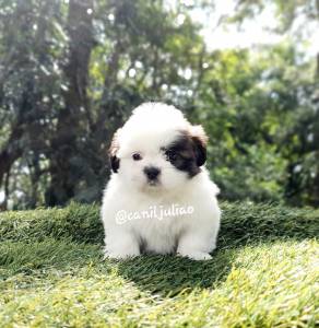 Shihtzu