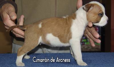 CACHORROS AMERICAN STAFFORDSHIRE TERRIER