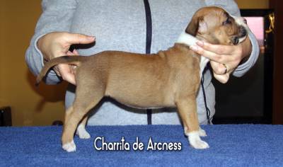 CACHORROS AMERICAN STAFFORDSHIRE TERRIER