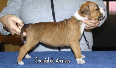 CACHORROS AMERICAN STAFFORDSHIRE TERRIER