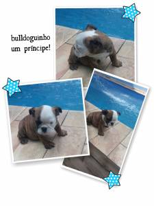 Bulldog ingles filhotes parc no cartao