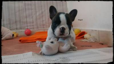 Filhotes de Bulldog Francs