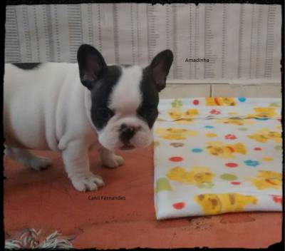 Filhotes de Bulldog Francs