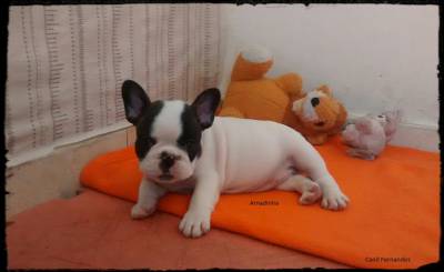 Filhotes de Bulldog Francs