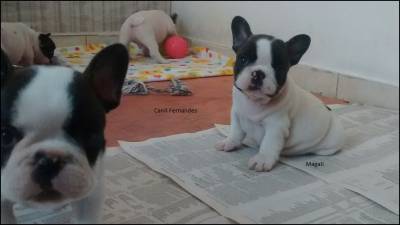 Filhotes de Bulldog Francs