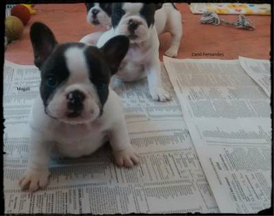 Filhotes de Bulldog Francs