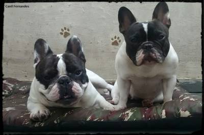 Filhotes de Bulldog Francs