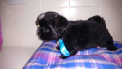 SHIHTZU MACHINHOS SOLIDOS ITAQUERA