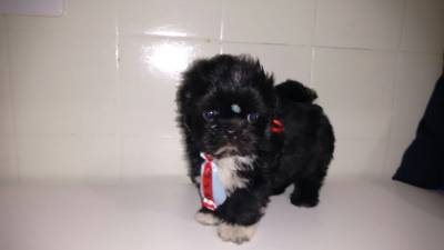 SHIHTZU MACHINHOS SOLIDOS ITAQUERA