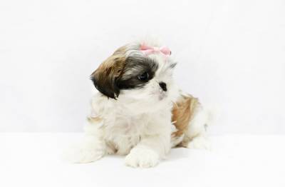 FILHOTES DE SHIH TZU