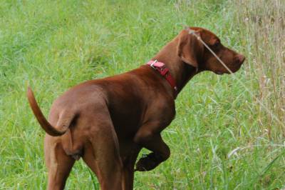 Vizsla para venda