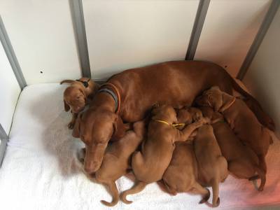 Vizsla para venda