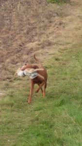 Vizsla para venda