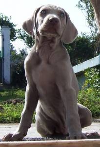 WEIMARANER