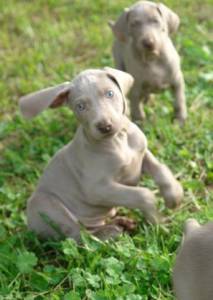 WEIMARANER