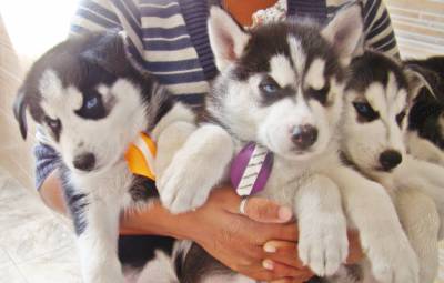 Filhotes de Husky  Siberiano