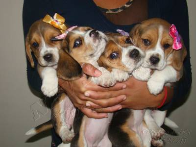 Filhotes de Beagle Tricolor