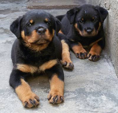 Filhotes de Rottweiler