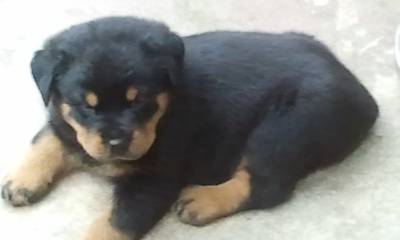 FILHOTES DE ROTTWEILER COM GARANTIA