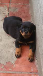 FILHOTES DE ROTTWEILER COM GARANTIA