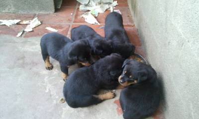 FILHOTES DE ROTTWEILER COM GARANTIA