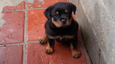 FILHOTES DE ROTTWEILER COM GARANTIA