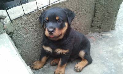 FILHOTES DE ROTTWEILER COM GARANTIA