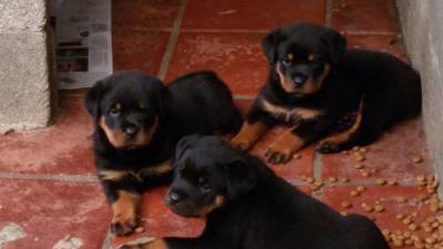 FILHOTES DE ROTTWEILER COM GARANTIA