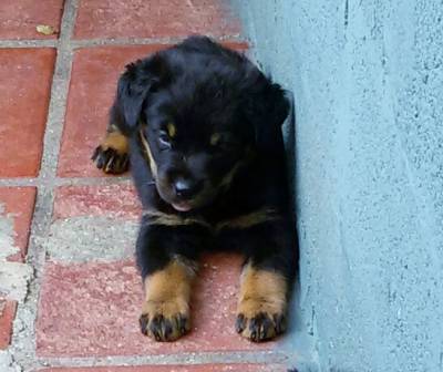 FILHOTES DE ROTTWEILER COM GARANTIA