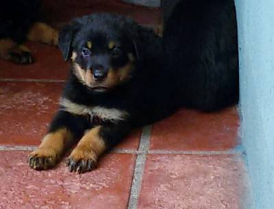 FILHOTES DE ROTTWEILER COM GARANTIA